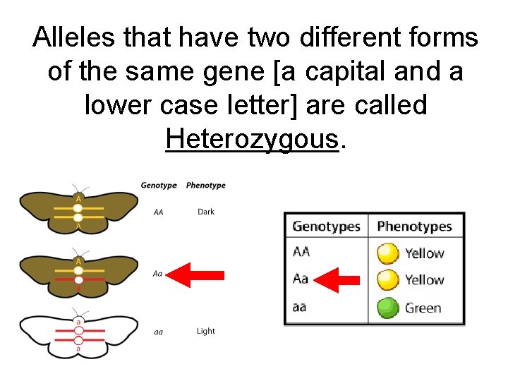 Alleles that have two different forms of the same gene [a capital and a