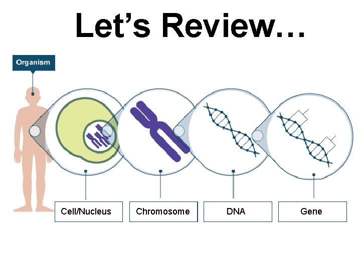 Let’s Review… Cell/Nucleus Chromosome DNA Gene 