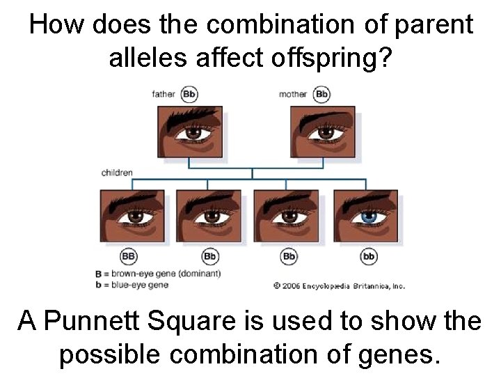 How does the combination of parent alleles affect offspring? A Punnett Square is used
