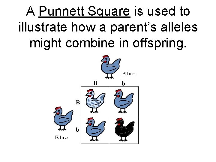 A Punnett Square is used to illustrate how a parent’s alleles might combine in