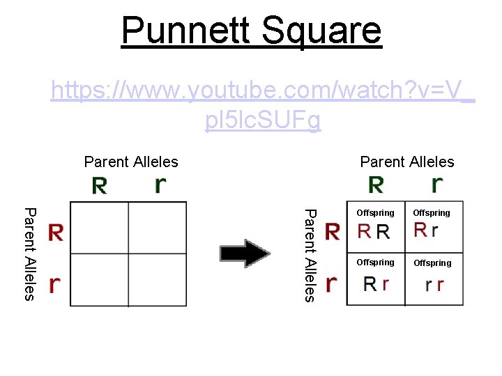 Punnett Square https: //www. youtube. com/watch? v=V_ pl 5 lc. SUFg Parent Alleles Offspring