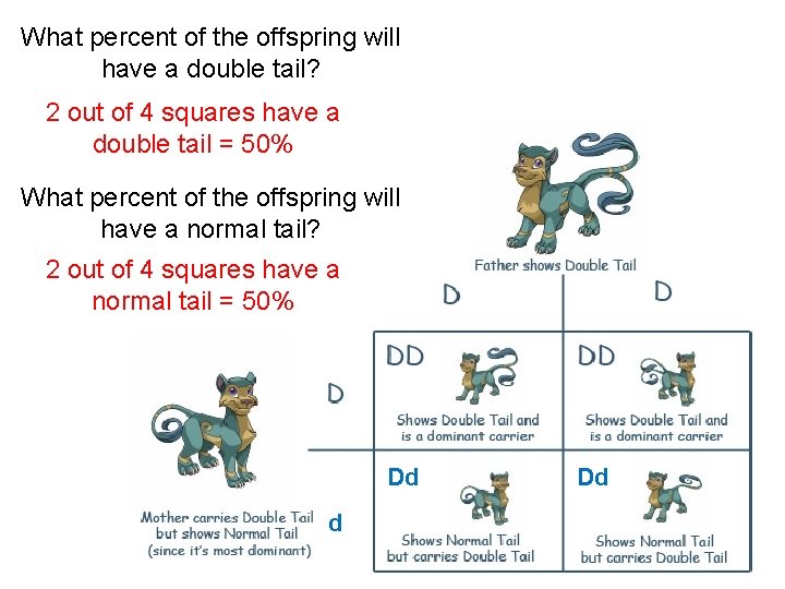 What percent of the offspring will have a double tail? 2 out of 4