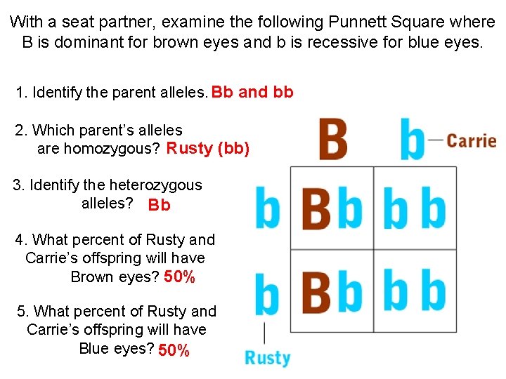 With a seat partner, examine the following Punnett Square where B is dominant for
