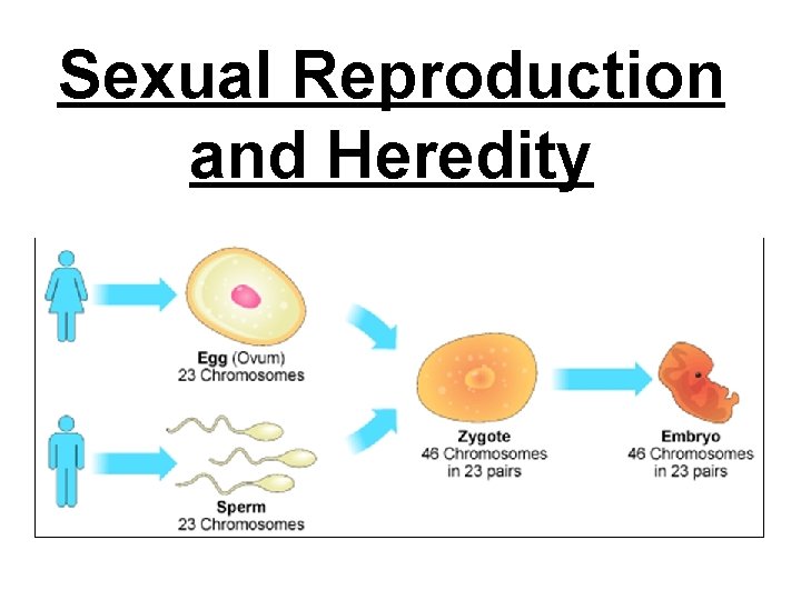 Sexual Reproduction and Heredity 