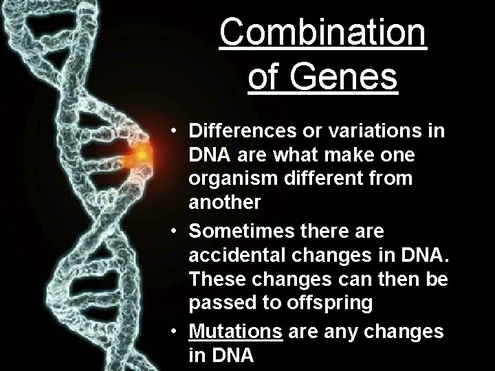 Combination of Genes • Differences or variations in DNA are what make one organism