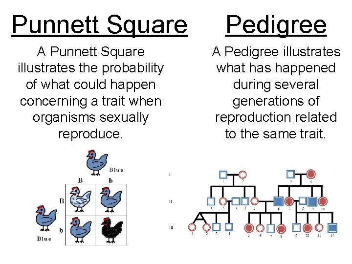 Punnett Square A Punnett Square illustrates the probability of what could happen concerning a