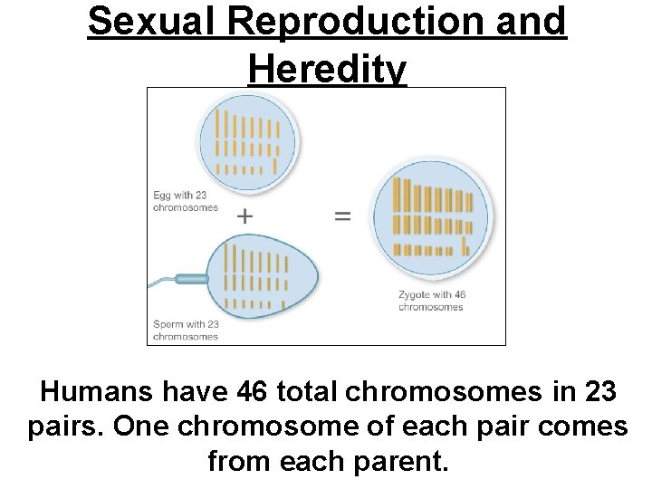 Sexual Reproduction and Heredity Humans have 46 total chromosomes in 23 pairs. One chromosome