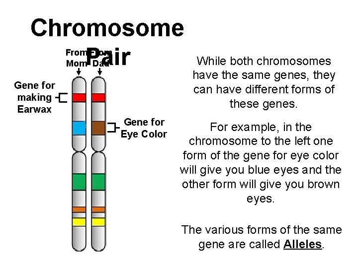 Chromosome Pair From Mom Dad Gene for making Earwax Gene for Eye Color While