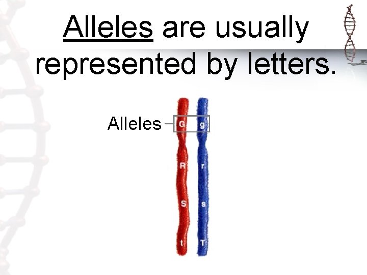 Alleles are usually represented by letters. Alleles 