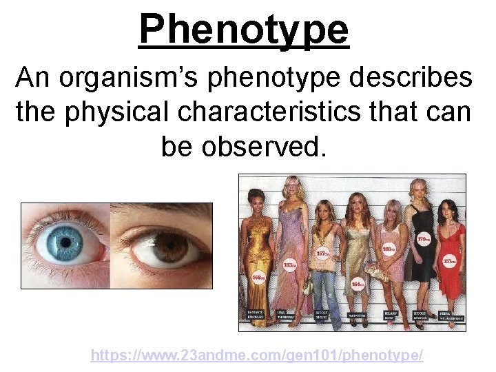 Phenotype An organism’s phenotype describes the physical characteristics that can be observed. https: //www.
