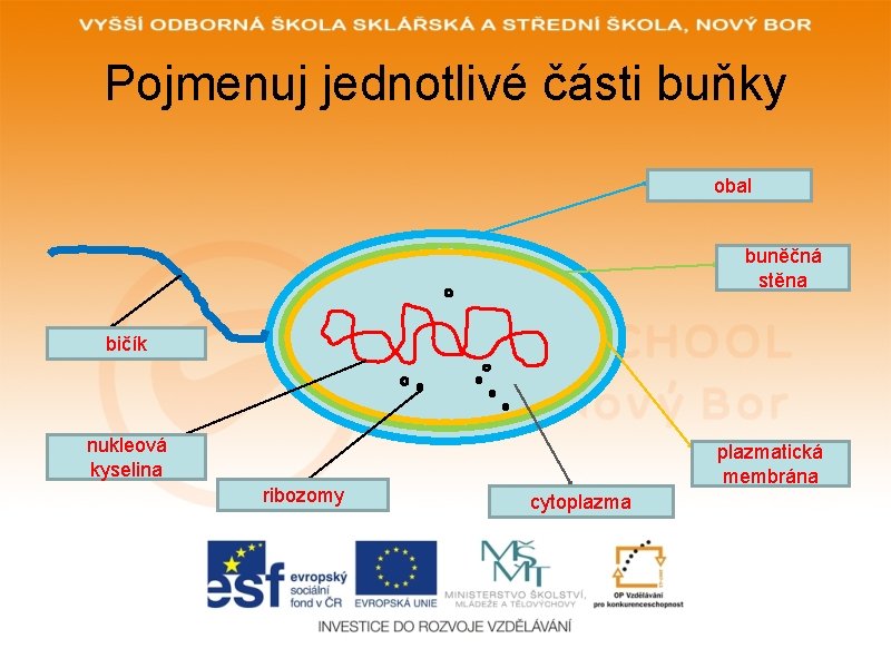 Pojmenuj jednotlivé části buňky obal buněčná stěna bičík nukleová kyselina ribozomy plazmatická membrána cytoplazma