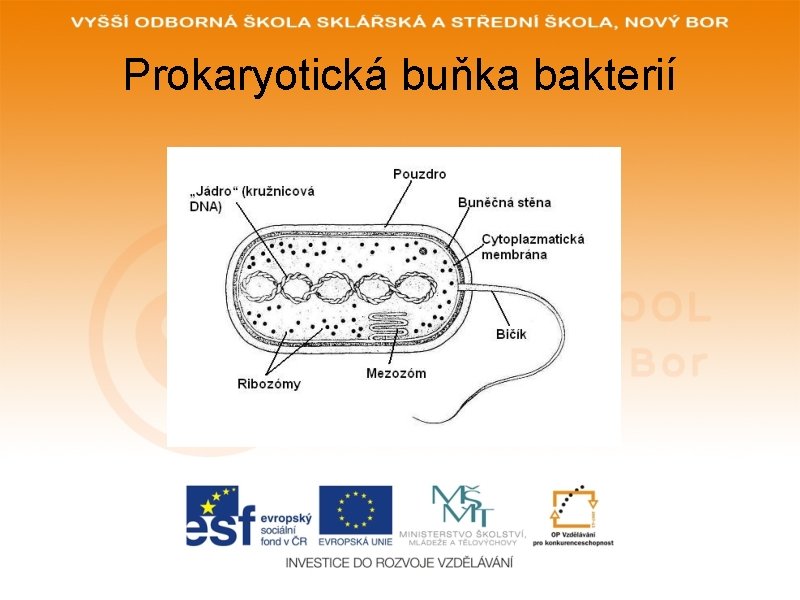 Prokaryotická buňka bakterií 