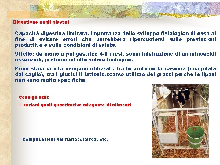 Digestione negli giovani Capacità digestiva limitata, importanza dello sviluppo fisiologico di essa al fine