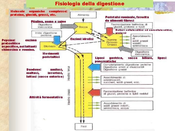 Fisiologia della digestione Molecole organiche complesse: proteine, glucidi, grassi, etc. Peristalsi ruminale, favorita da