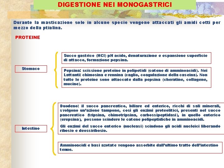 DIGESTIONE NEI MONOGASTRICI Durante la masticazione solo in alcune specie vengono attaccati gli amidi