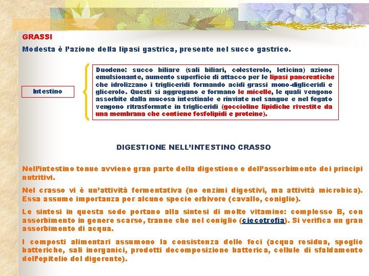 GRASSI Modesta è l’azione della lipasi gastrica, presente nel succo gastrico. Intestino Duodeno: succo