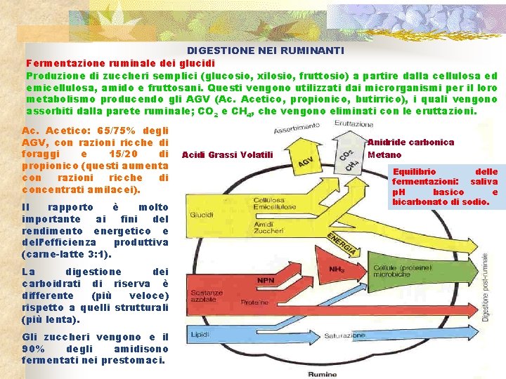 DIGESTIONE NEI RUMINANTI Fermentazione ruminale dei glucidi Produzione di zuccheri semplici (glucosio, xilosio, fruttosio)