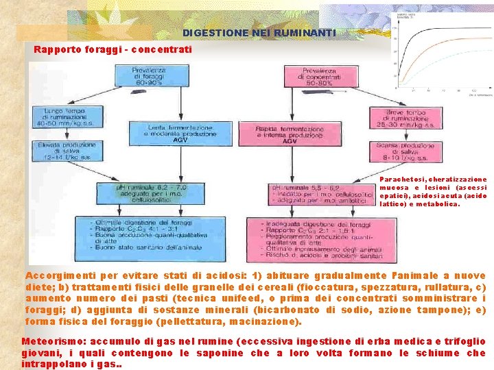 DIGESTIONE NEI RUMINANTI Rapporto foraggi - concentrati Parachetosi, cheratizzazione mucosa e lesioni (ascessi epatici),