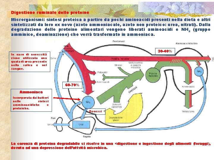Digestione ruminale delle proteine Microrganismi: sintesi proteica a partire da pochi aminoacidi presenti nella
