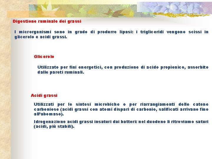Digestione ruminale dei grassi I microrganismi sono in grado di produrre lipasi: i trigliceridi