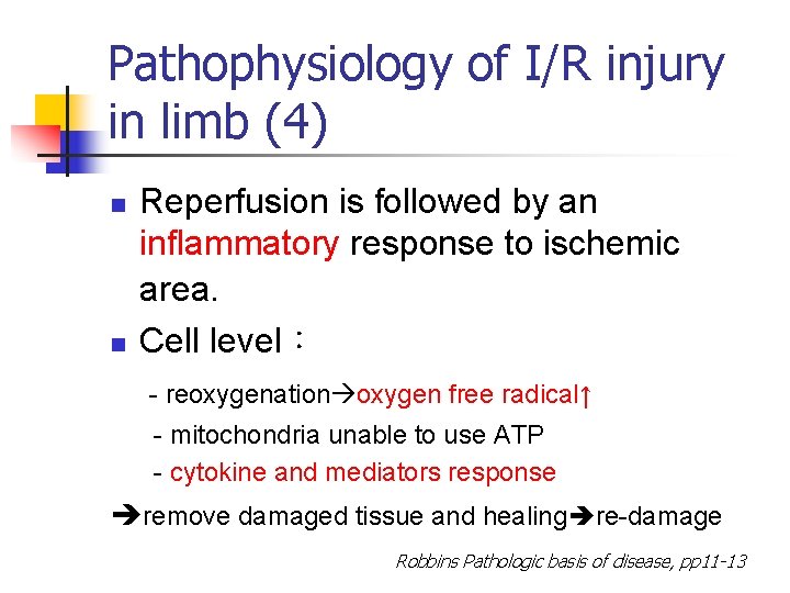 Pathophysiology of I/R injury in limb (4) n n Reperfusion is followed by an