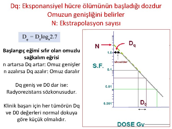 Dq: Eksponansiyel hücre ölümünün başladığı dozdur Omuzun genişliğini belirler N: Ekstrapolasyon sayısı Başlangıç eğimi