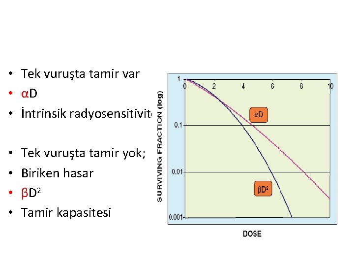  • Tek vuruşta tamir var • αD • İntrinsik radyosensitivite • • Tek