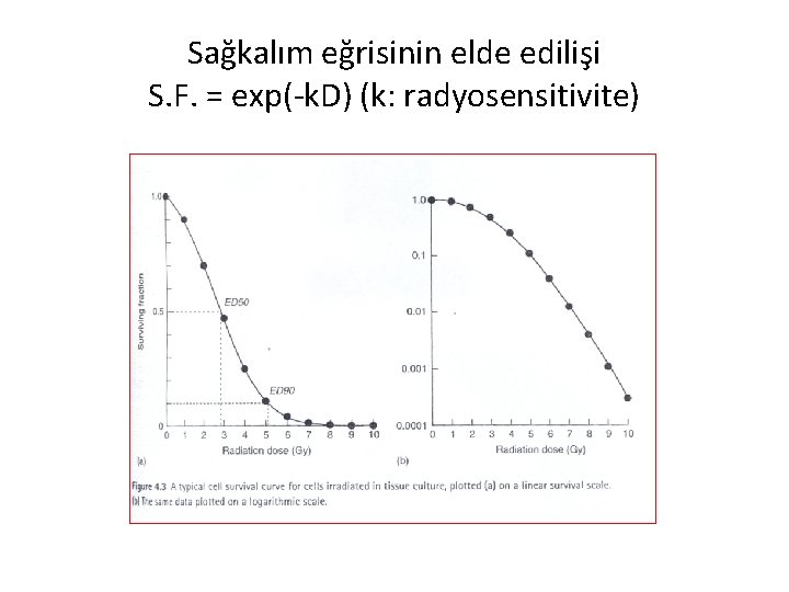 Sağkalım eğrisinin elde edilişi S. F. = exp(-k. D) (k: radyosensitivite) 