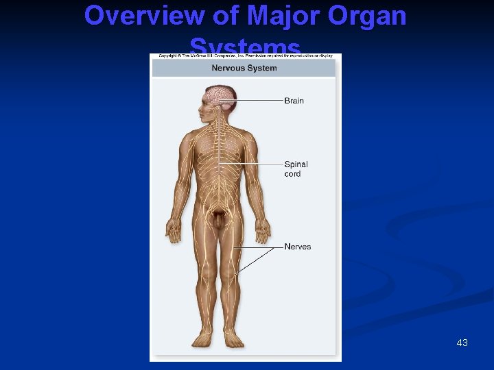 Overview of Major Organ Systems 43 