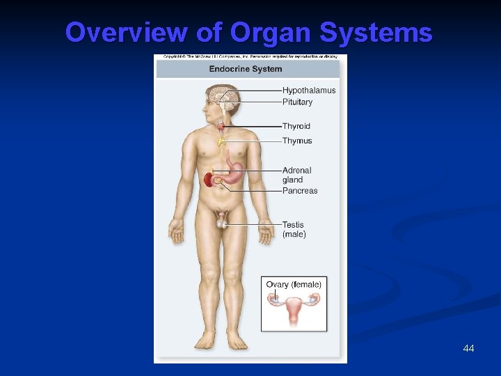 Overview of Organ Systems 44 