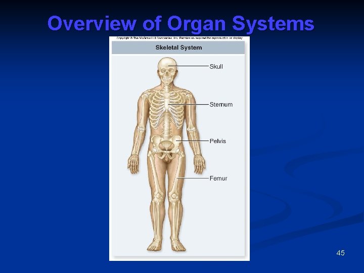 Overview of Organ Systems 45 