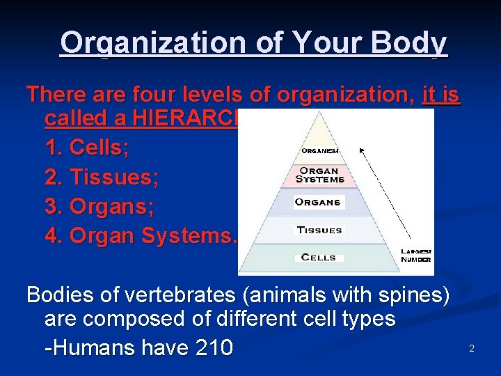 Organization of Your Body There are four levels of organization, it is called a