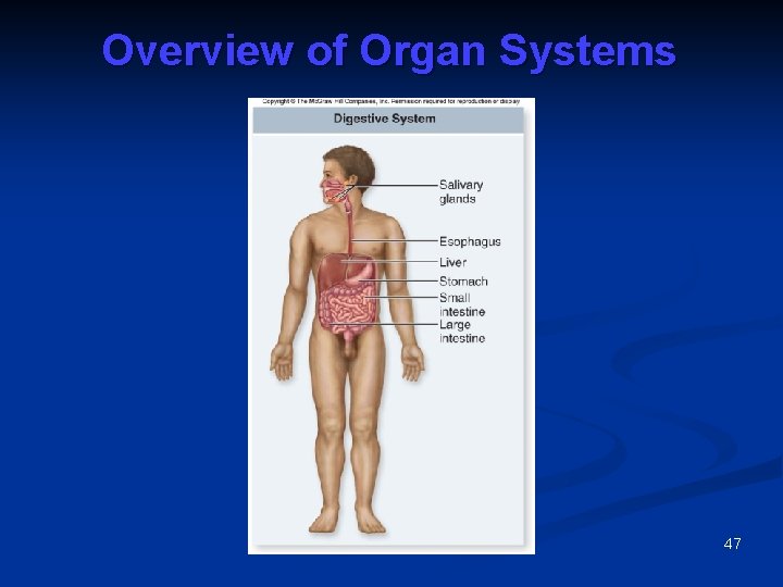 Overview of Organ Systems 47 