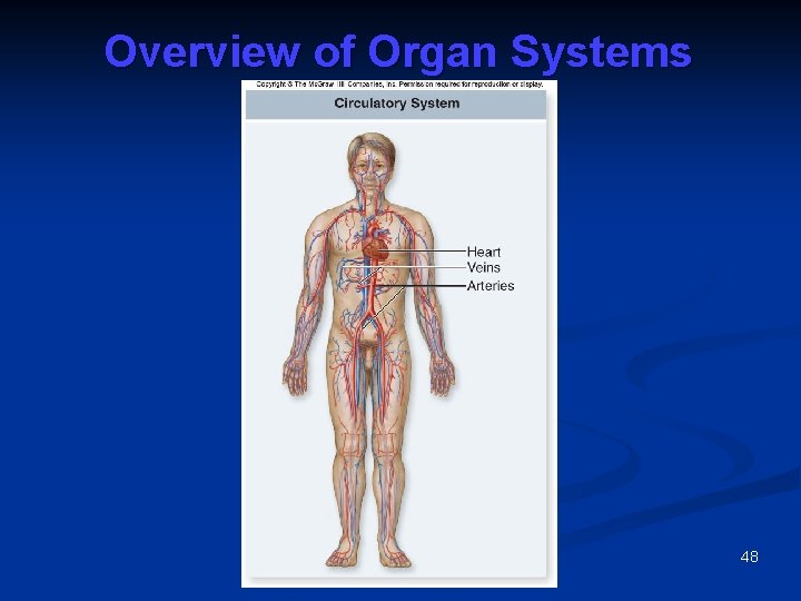 Overview of Organ Systems 48 