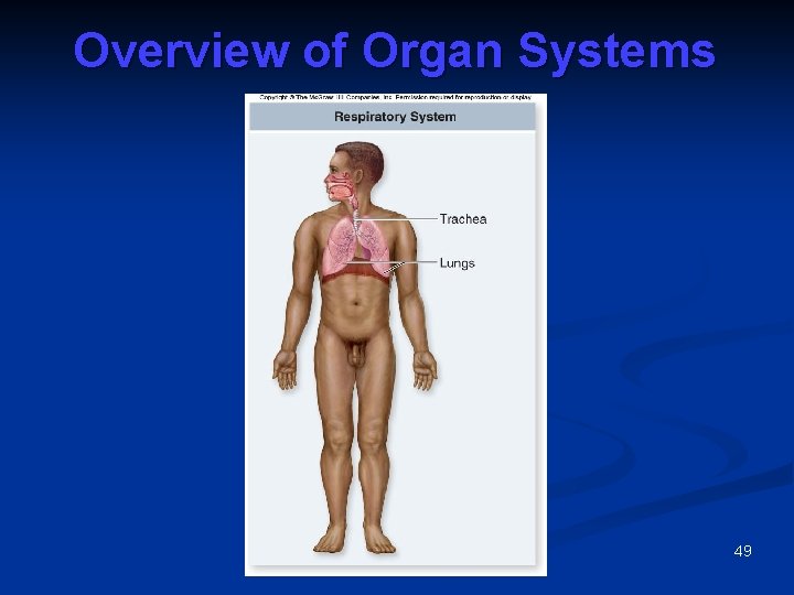 Overview of Organ Systems 49 