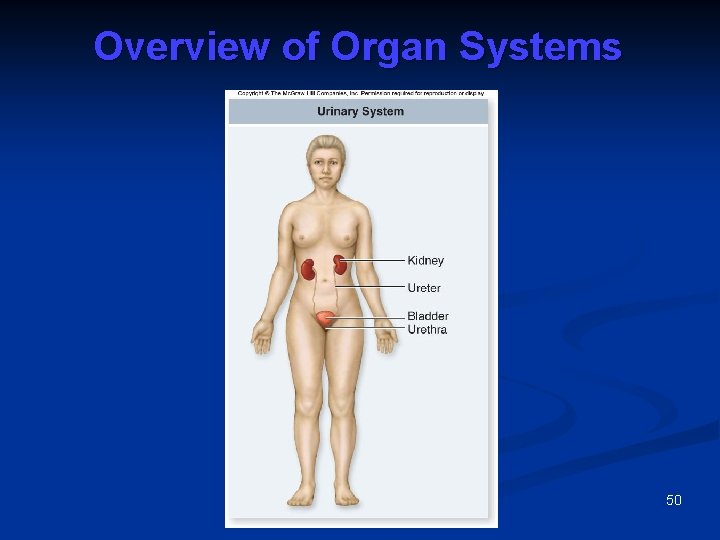 Overview of Organ Systems 50 