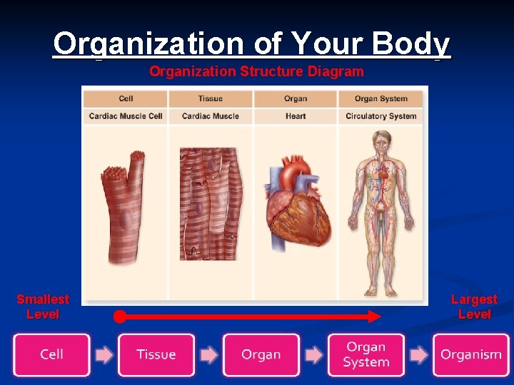 Organization of Your Body Organization Structure Diagram Smallest Level Largest Level 5 