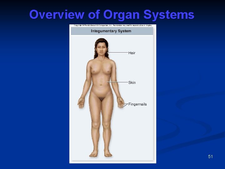 Overview of Organ Systems 51 
