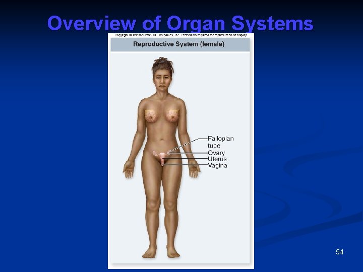 Overview of Organ Systems 54 