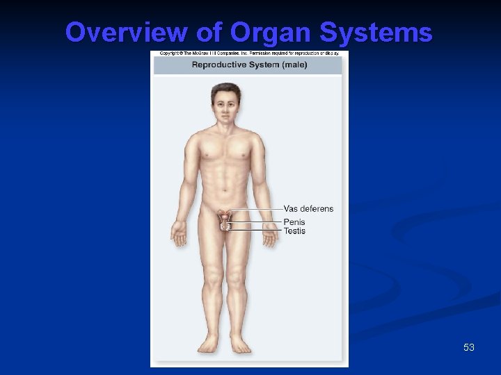 Overview of Organ Systems 53 