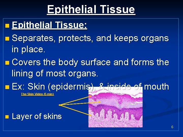 Epithelial Tissue n Epithelial Tissue: n Separates, protects, and keeps organs in place. n