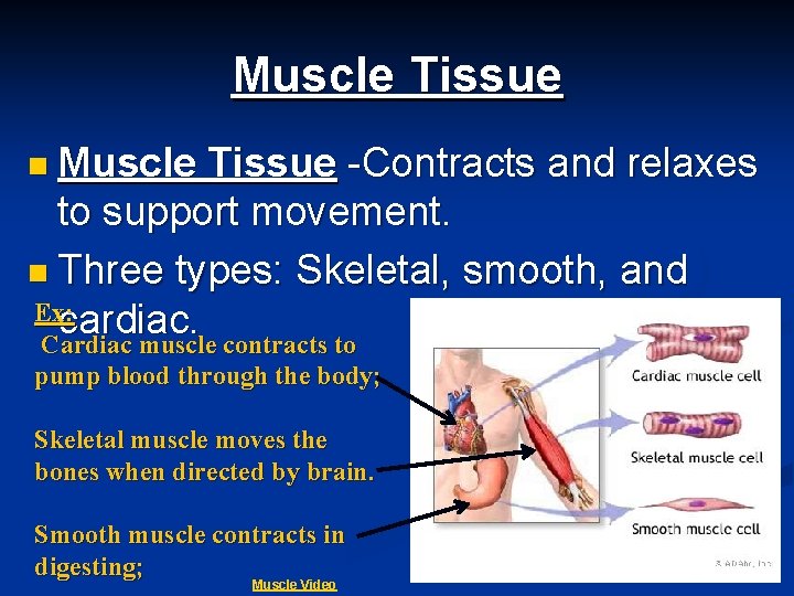 Muscle Tissue n Muscle Tissue -Contracts and relaxes to support movement. n Three types: