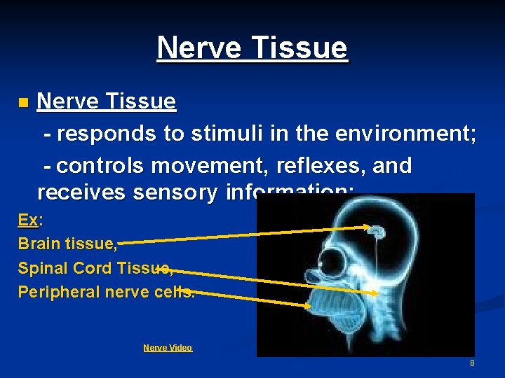 Nerve Tissue n Nerve Tissue - responds to stimuli in the environment; - controls