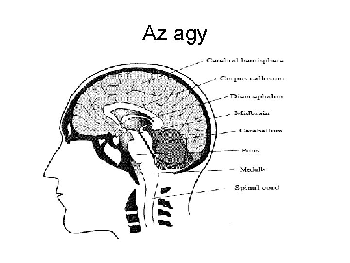 Az agy Az agy