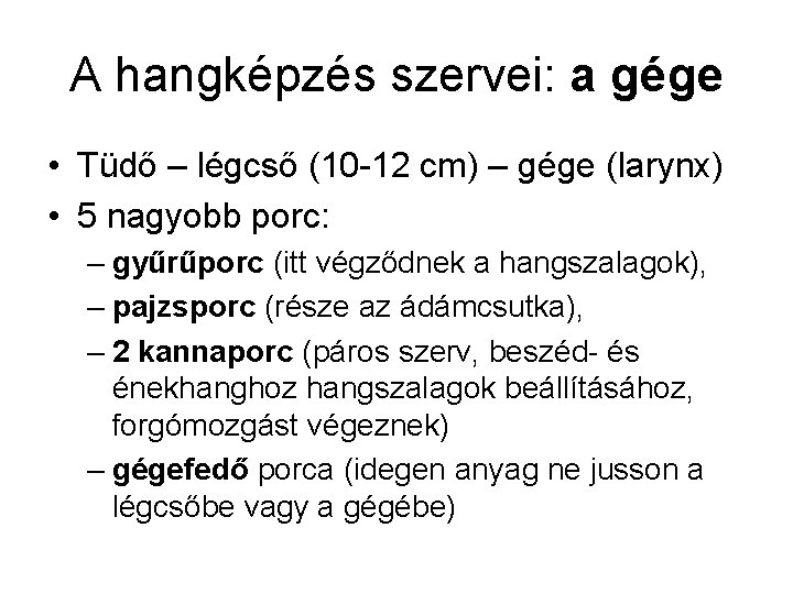 A hangképzés szervei: a gége • Tüdő – légcső (10 -12 cm) – gége