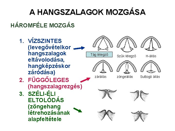 A HANGSZALAGOK MOZGÁSA HÁROMFÉLE MOZGÁS 1. VÍZSZINTES (levegővételkor hangszalagok eltávolodása, hangképzéskor záródása) 2. FÜGGŐLEGES