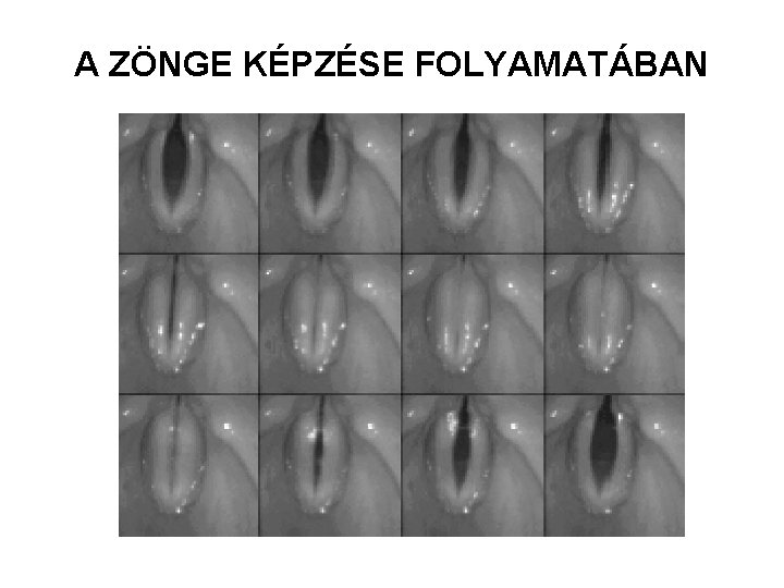 A ZÖNGE KÉPZÉSE FOLYAMATÁBAN 