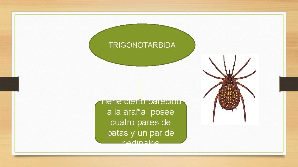 TRIGONOTARBIDA Tiene cierto parecido a la araña , posee cuatro pares de patas y