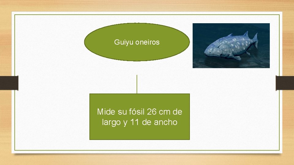Guiyu oneiros Mide su fósil 26 cm de largo y 11 de ancho 