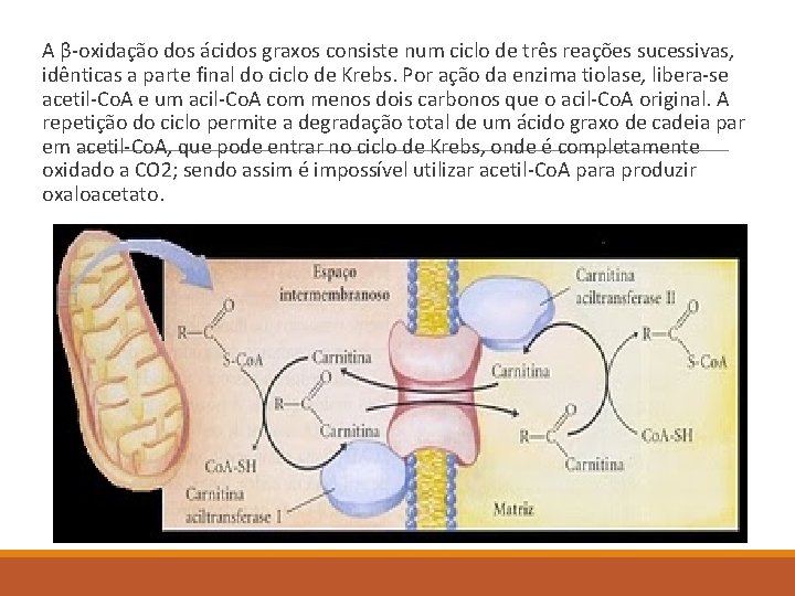  A β-oxidação dos ácidos graxos consiste num ciclo de três reações sucessivas, idênticas